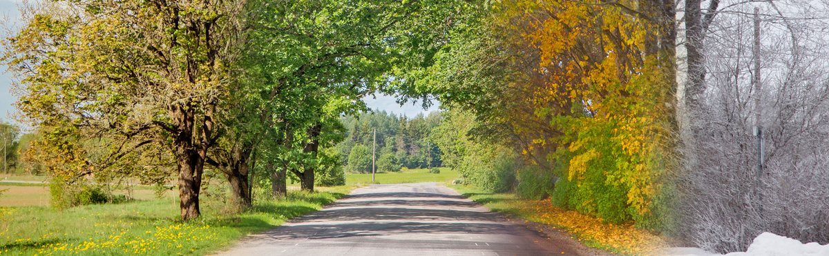 Allee mit Bäumen im Wechsel der Jahreszeiten von Frühling bis Winter