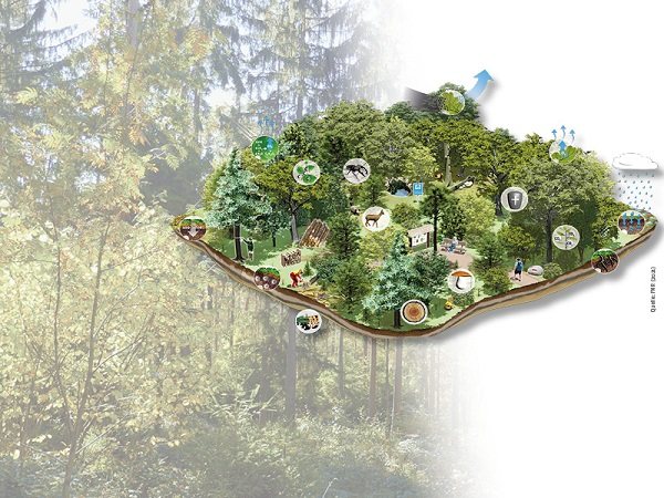 Illustration eines Waldstücks mit Symbolen für Tiere, Wasser und Klima
